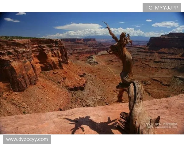 以Canyon为核心打造高效野区统治力的新赛季战术体系